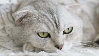 开云体育APP下载-阿尔及利亚队力克南非队，首轮比赛获胜，阿尔及利亚乙组联赛ds