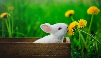 kaiyun官方网站-摩洛哥遭遇保加利亚，欧洲杯预选赛胜负双方未定，摩洛哥足球队