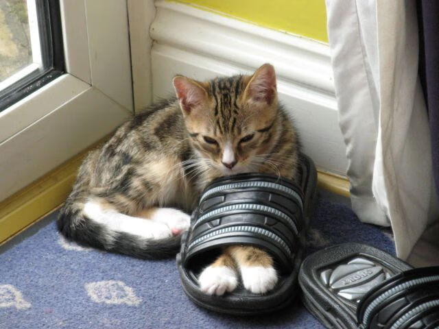 KAIYUN 中国大陆-WRC文化交流：世界各地的拉力魅力，世界著名拉力赛道