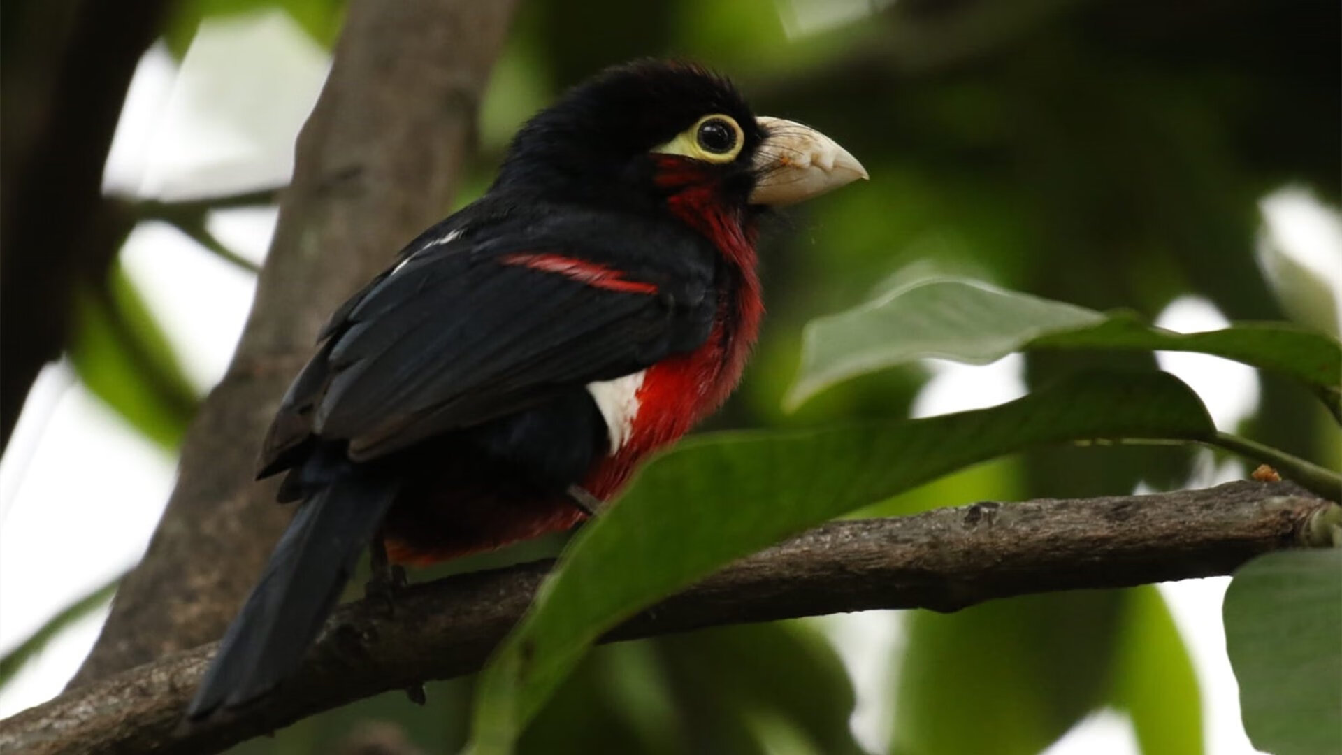 【台球比赛规则全面解析】罚分、犯规以及最新规则变化,台球处罚规则