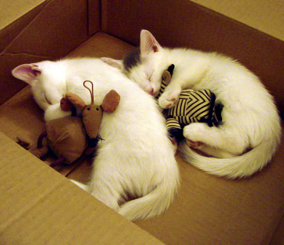 多特蒙德加时赛绝杀送别欧冠之旅，多特蒙德状态火爆锁定德甲半程冠军,全队身价首破5亿