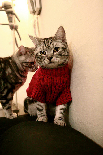 德甲豪门补强中场,目标锁定联赛冠军,德甲豪门降级