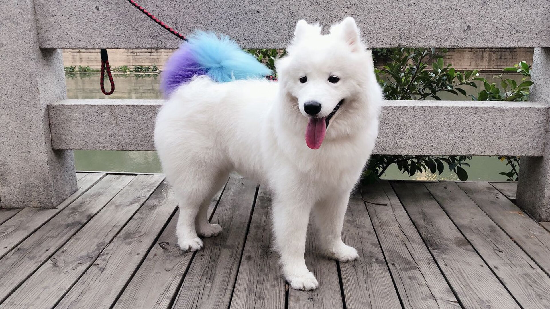 瑞士马术协会授予史蒂夫·古尔达特“年度最佳盛装舞步骑手”称号。