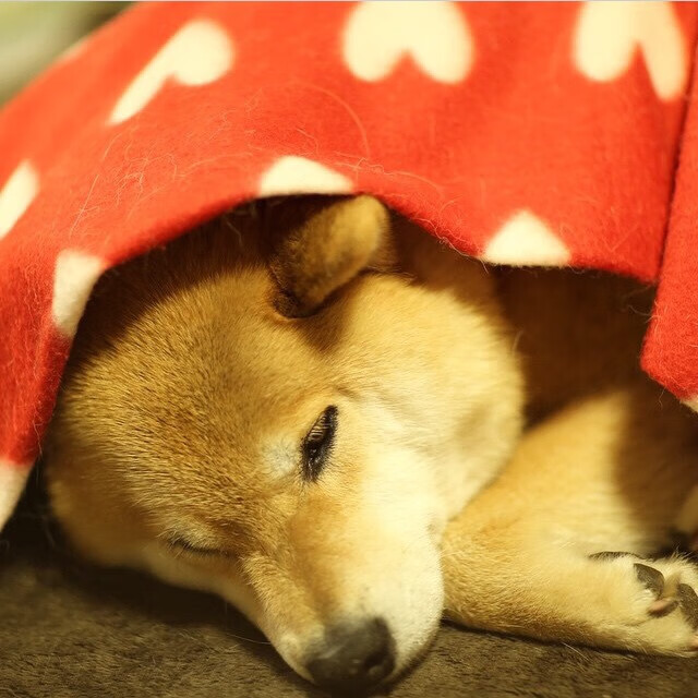 美国男足在巴黎奥运会比赛中表现出色,赢得奖牌,奥运美国足球