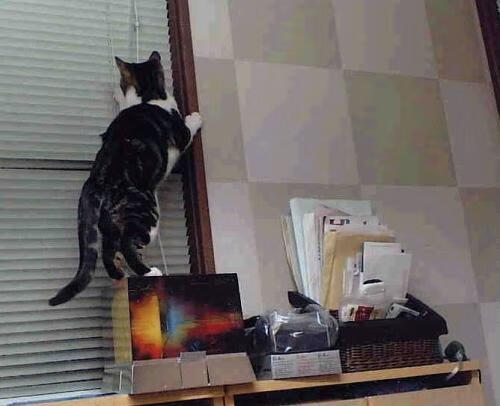 美国马术协会与美洲马术协会合作,举办国际马术交流活动,促进文化互鉴。