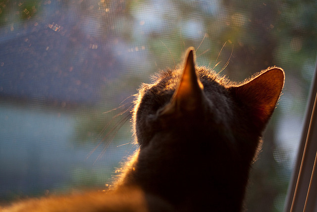 赛事中明星裁判亮相，保证比赛公平公正，明星裁判笔趣阁