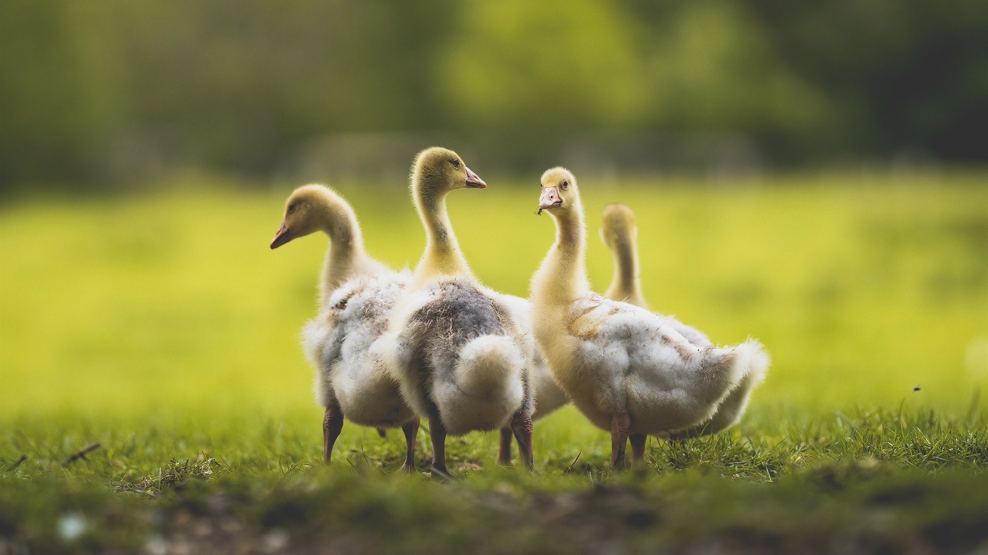 保利斯塔替补席深度提升，保利斯丹属于什么档次