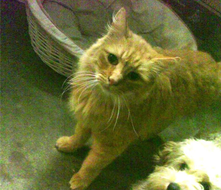 克罗地亚队在巴黎奥运会手球比赛中以30_29战胜日本队,克罗地亚比赛视频