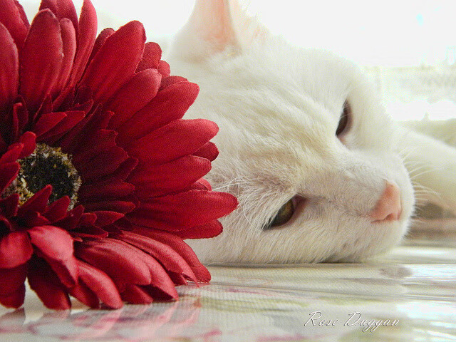 山东高速球队关键时刻发挥稳定,曝山东高速集团即将接手山东男篮