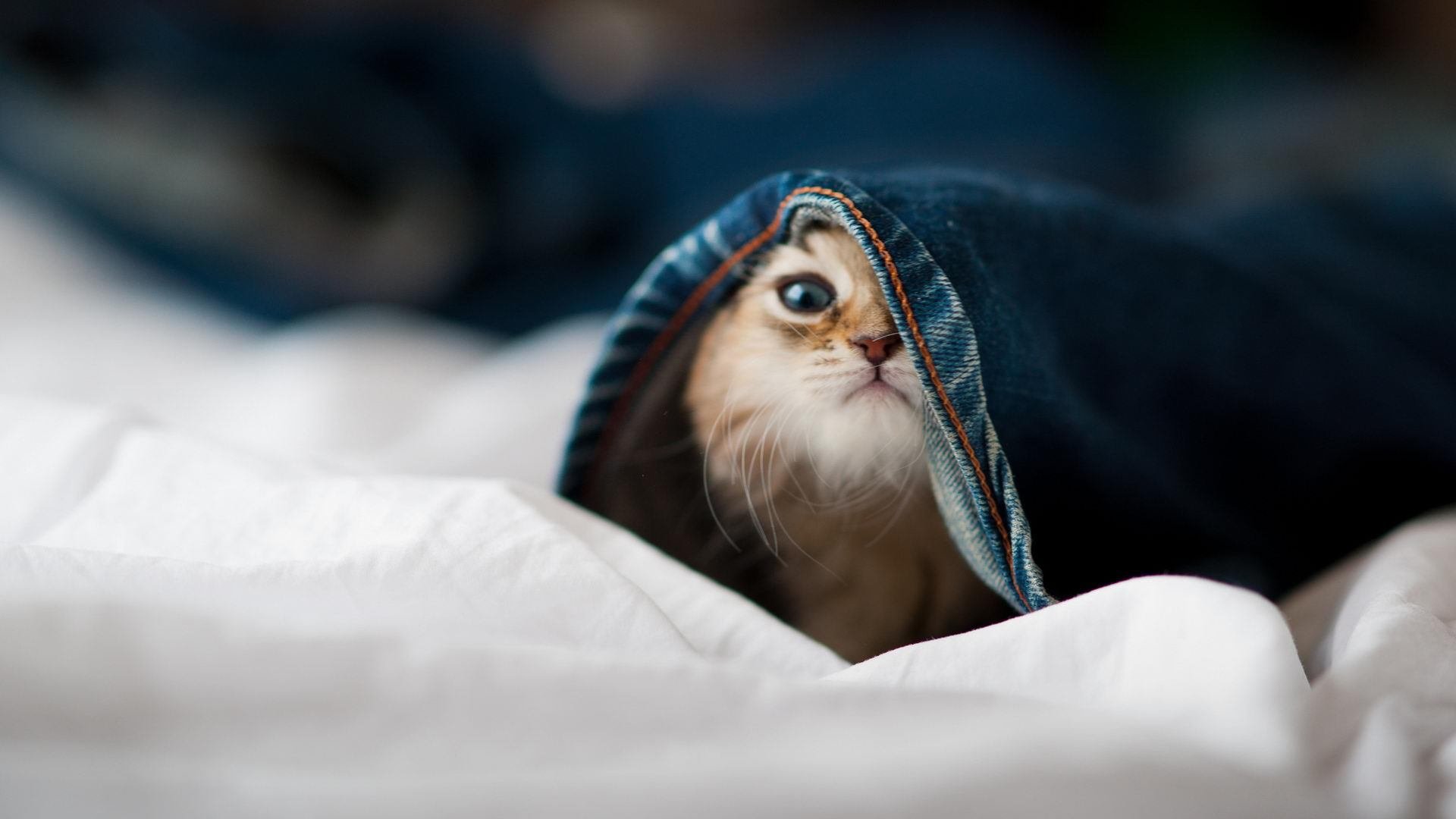 恒大引进外援加强实力,球迷期待新赛季表现,恒大引进过的外援名单