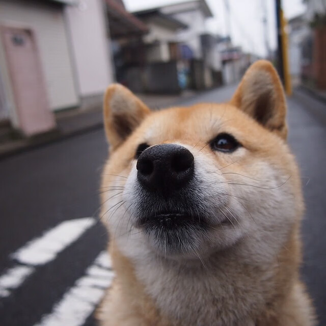 步行者队客场夺冠，向东部老牌豪强发出挑战，步行者队最新阵容名单