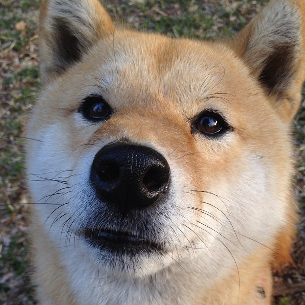 kaiyun网站-班菲尔德爆冷成功逆袭，一步晋级，班菲尔德vs博卡青年