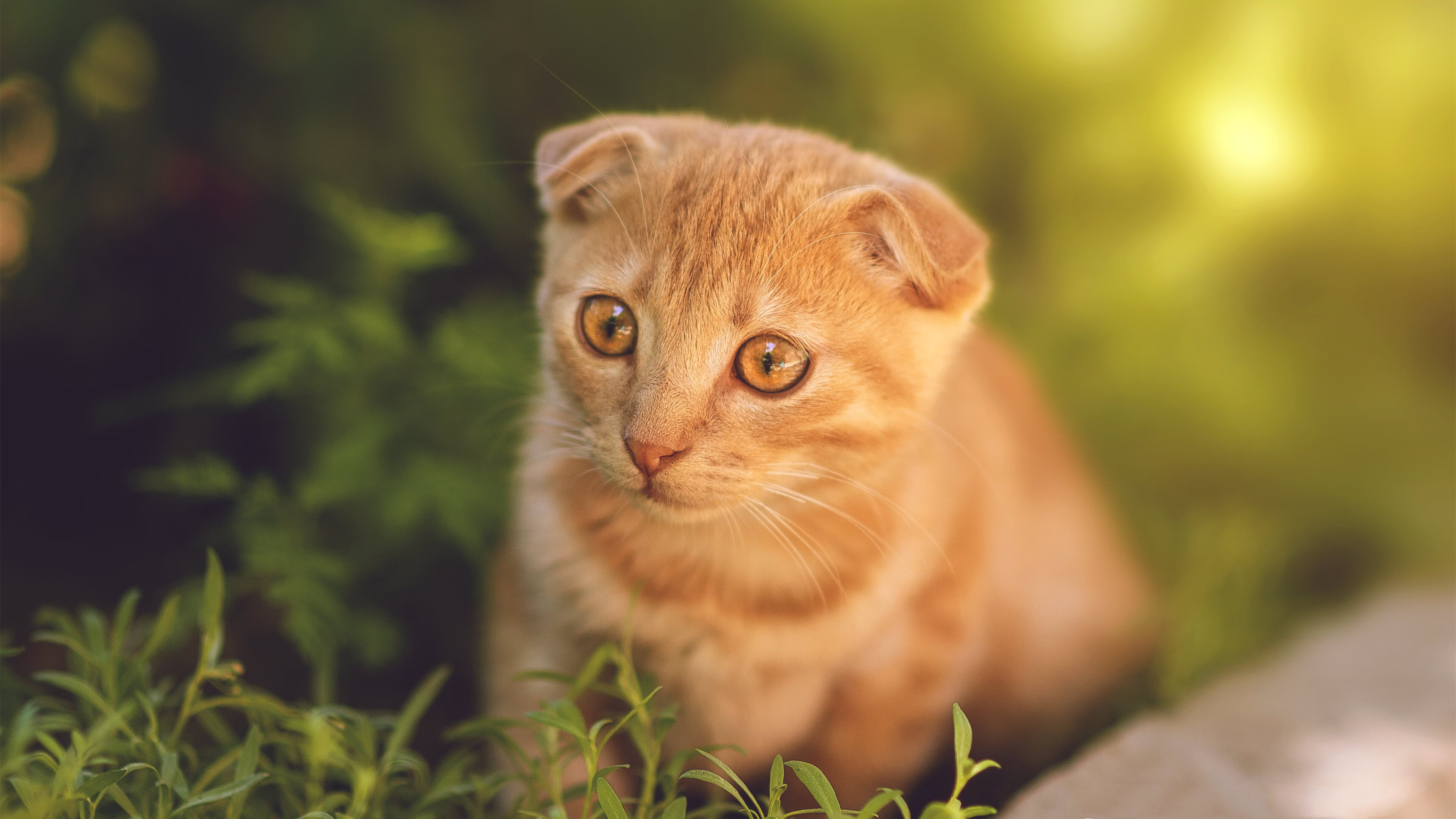 中国篮球联赛赛程安排对运动员表现的影响，中国篮球联赛赛程安排对运动员表现的影响有哪些