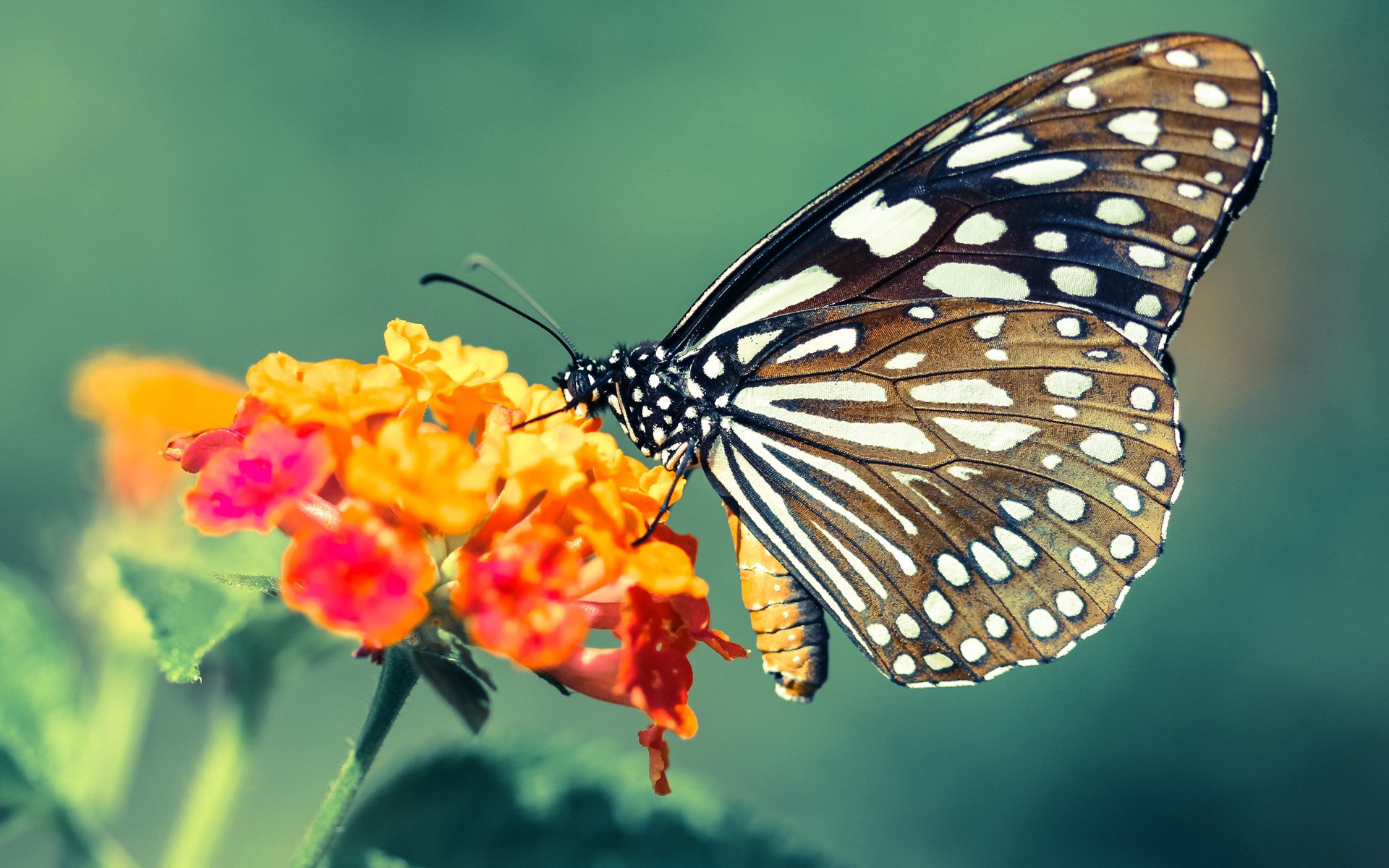 中小学运动会多地同步举行展现青春风采,中小学的运动会在什么时候