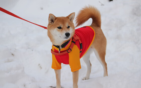 弗赖堡体能储备优秀支持高频进攻,弗赖堡位置