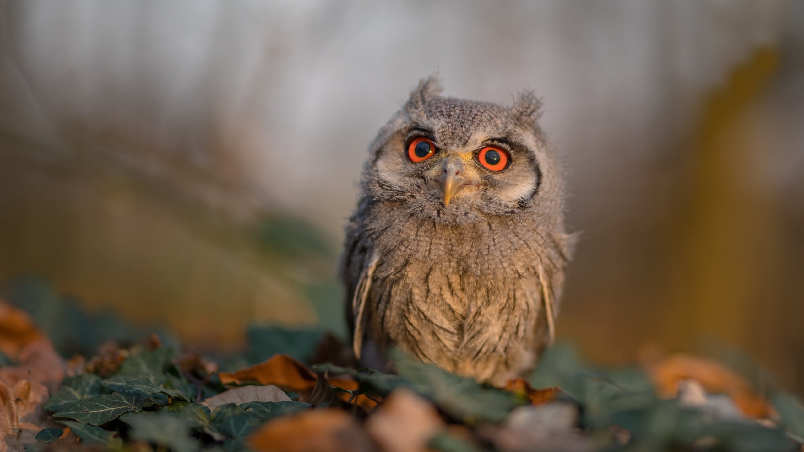 南非羚羊队的“闪电战”:快速反击与突破形成无情压力