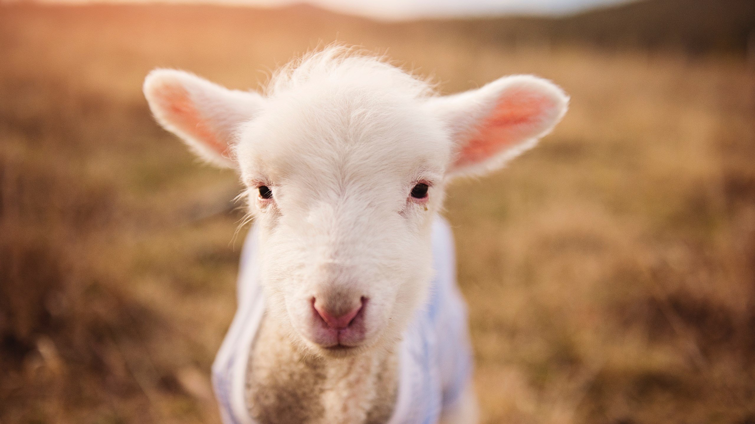 国际足球明星参与全球环保行动,为青少年树立榜样,国际著名足球明星