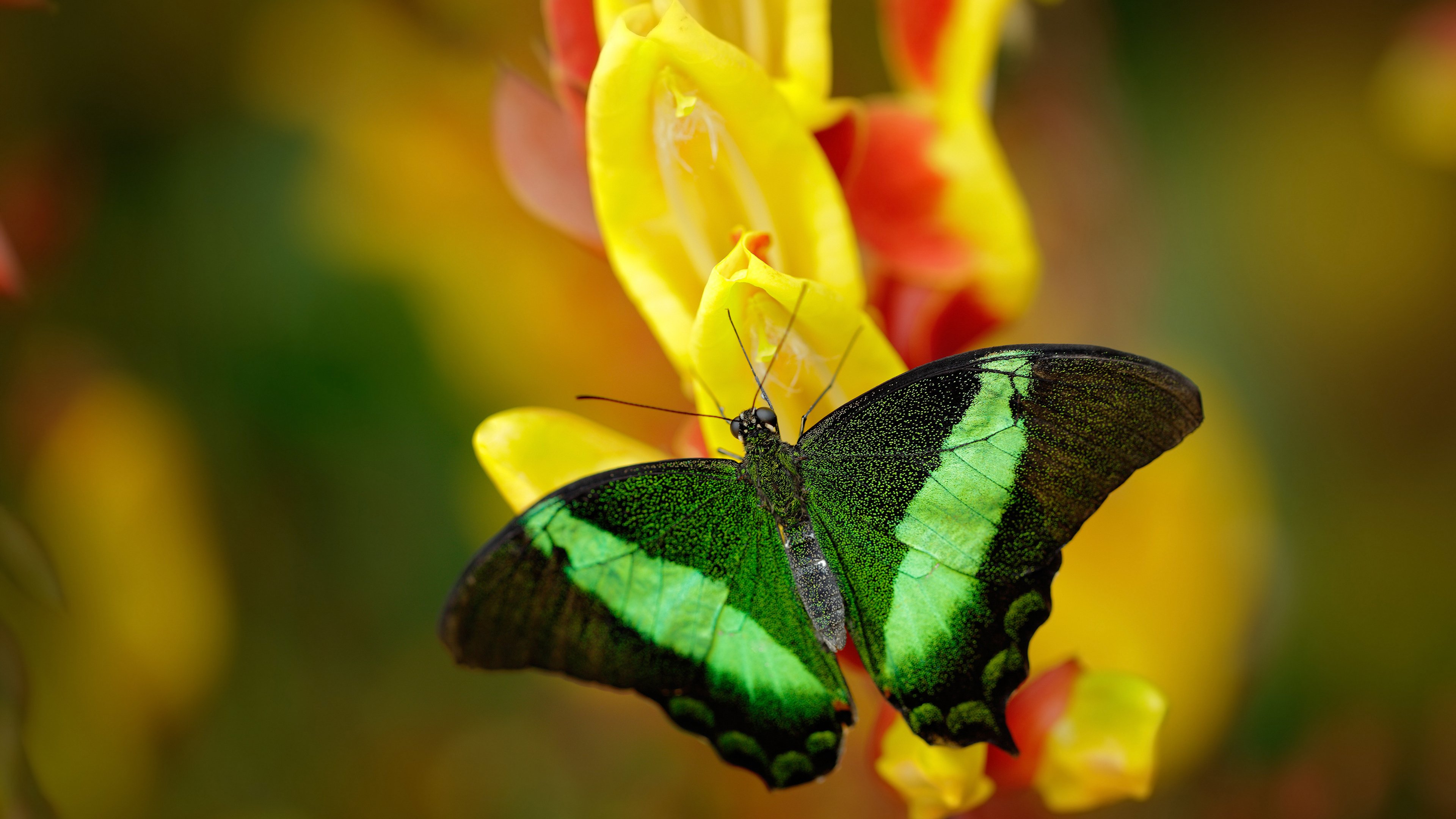 水球比赛中立代表队A防线严密，水球赛制